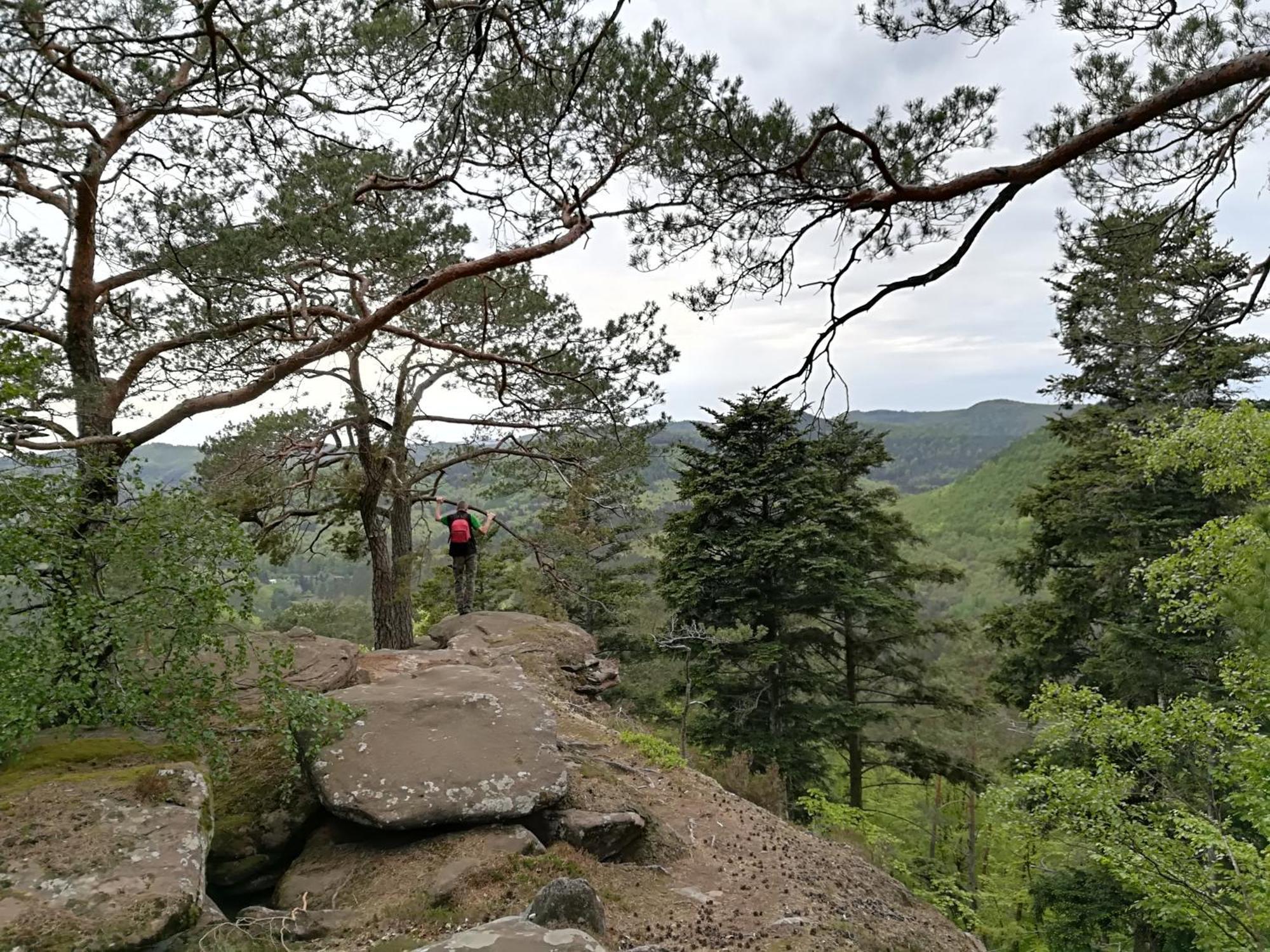 L'Ours Vert Baerenthal Kültér fotó